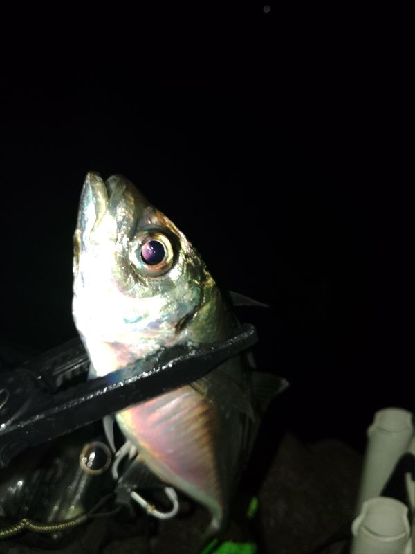 (尺アジ)フロートゲーム～