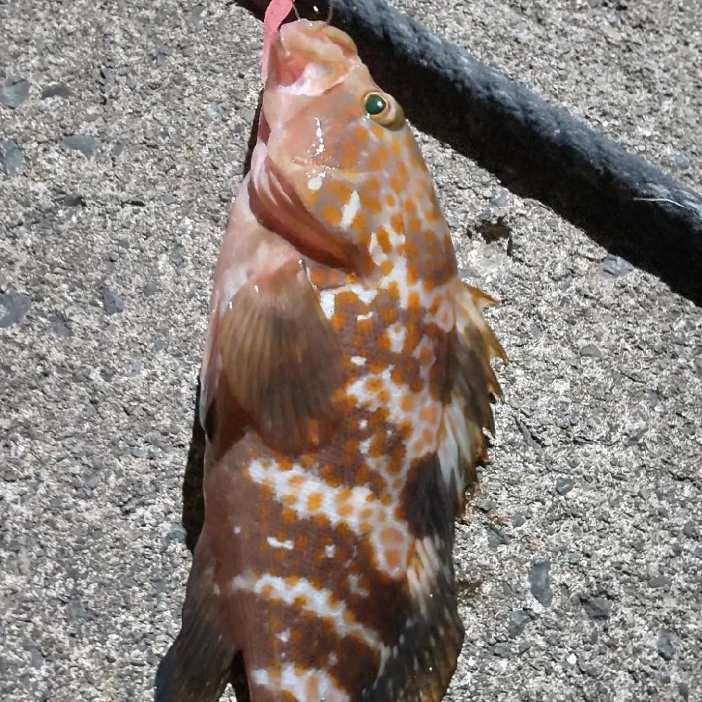 アジ探し@丹後半島