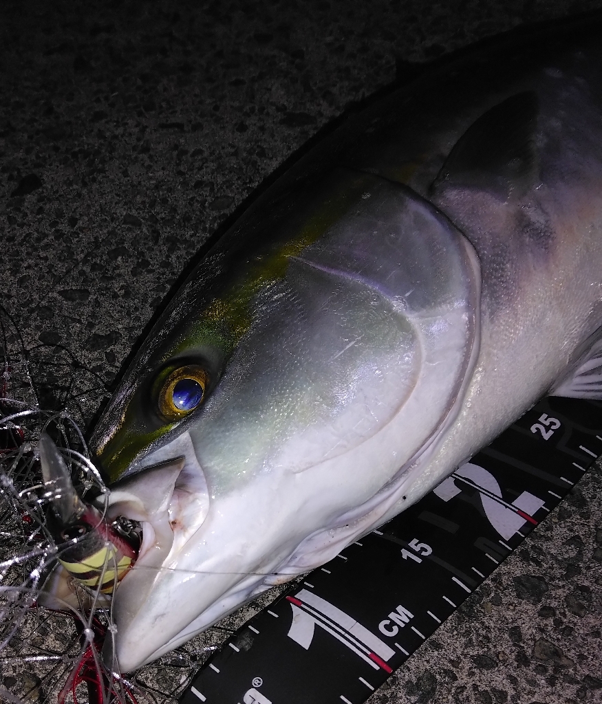 先週メジロ今週ブリ