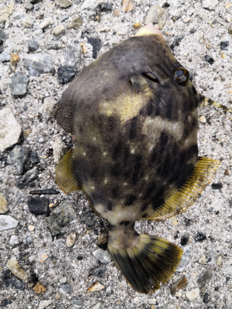 カワハギまだ釣れます