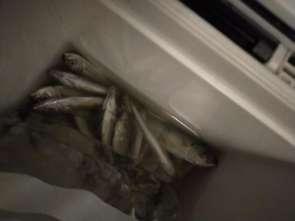 アジの泳がせ釣り