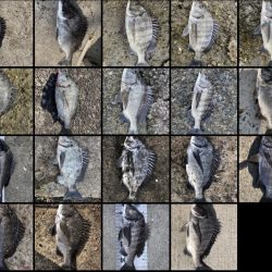 イチノ兄弟（兄）釣果！