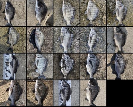 イチノ兄弟（兄）釣果！