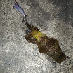 イカの気持ち８