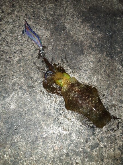 イカの気持ち８