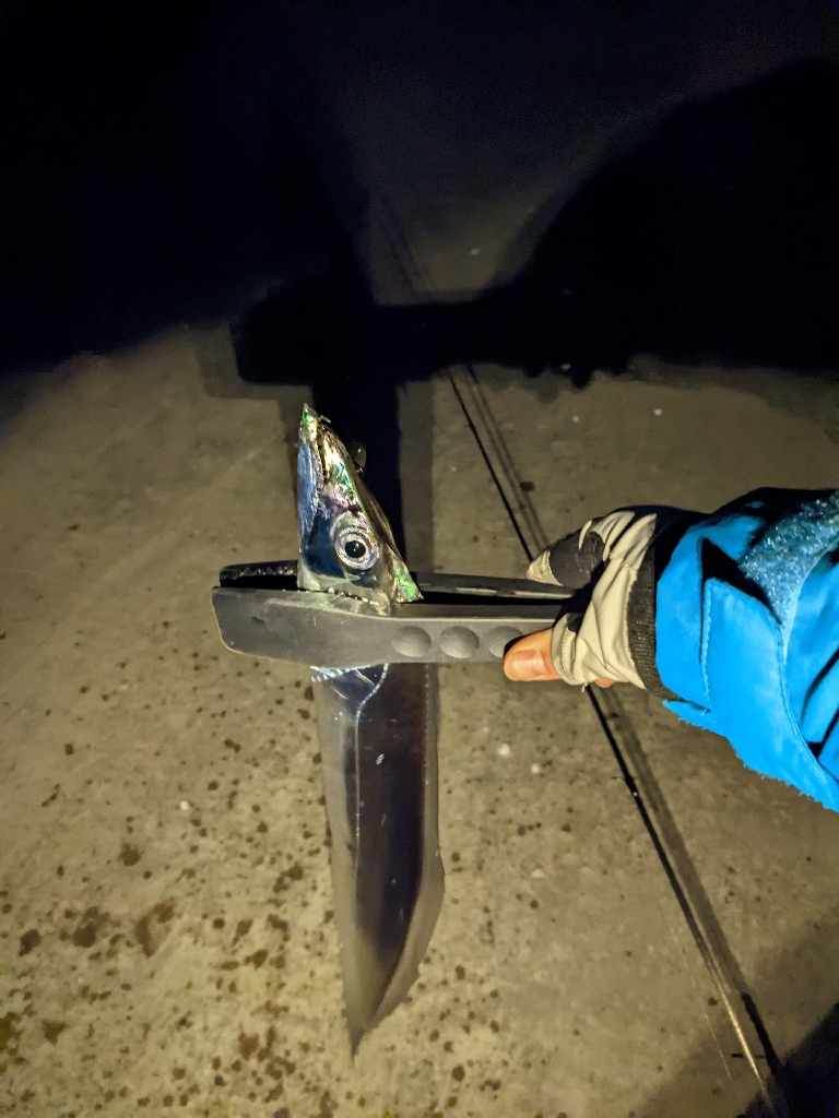 今期最初のタチウオ