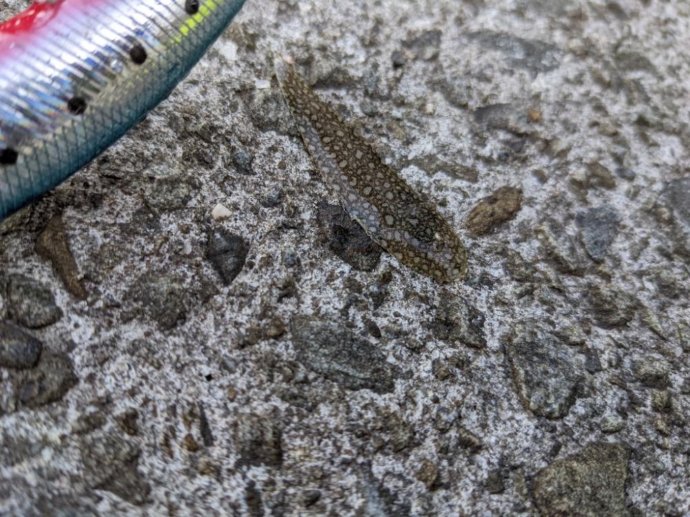 ルアーの動きを確認するだけだったのに。。。