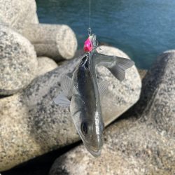 引き続き次の日も同じ場所