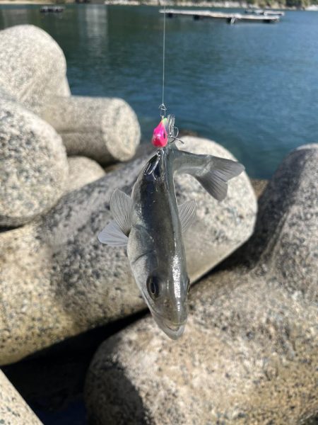 引き続き次の日も同じ場所