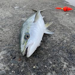 今日もメジロ連発