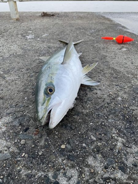 今日もメジロ連発