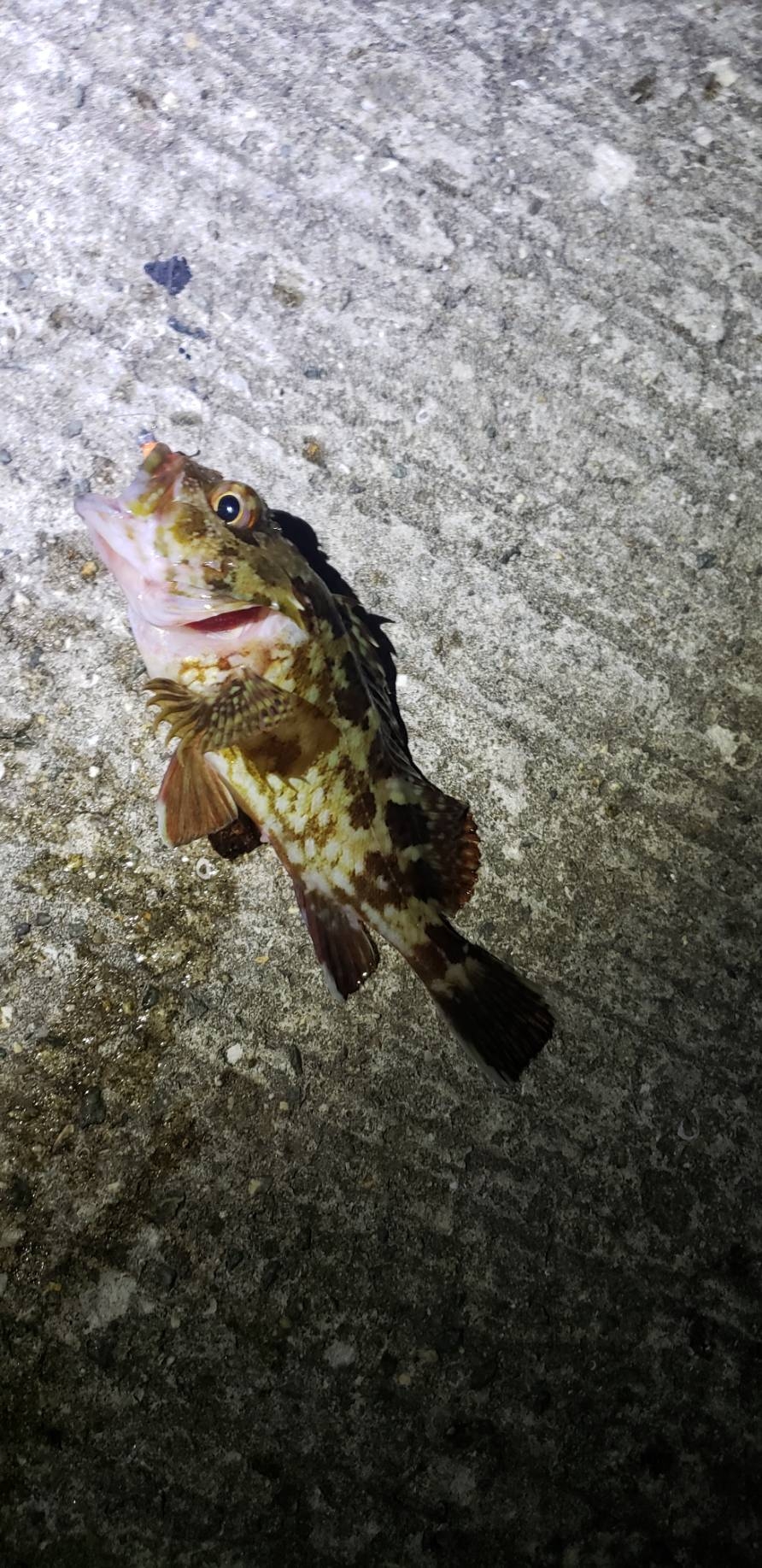 アジ探し@りんくう