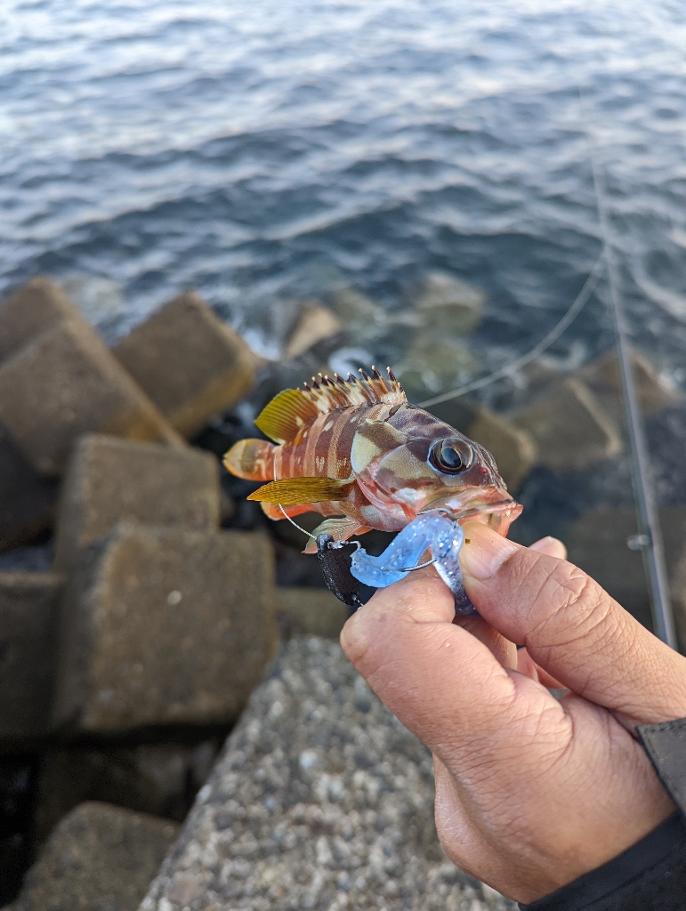 陸っぱり釣行記