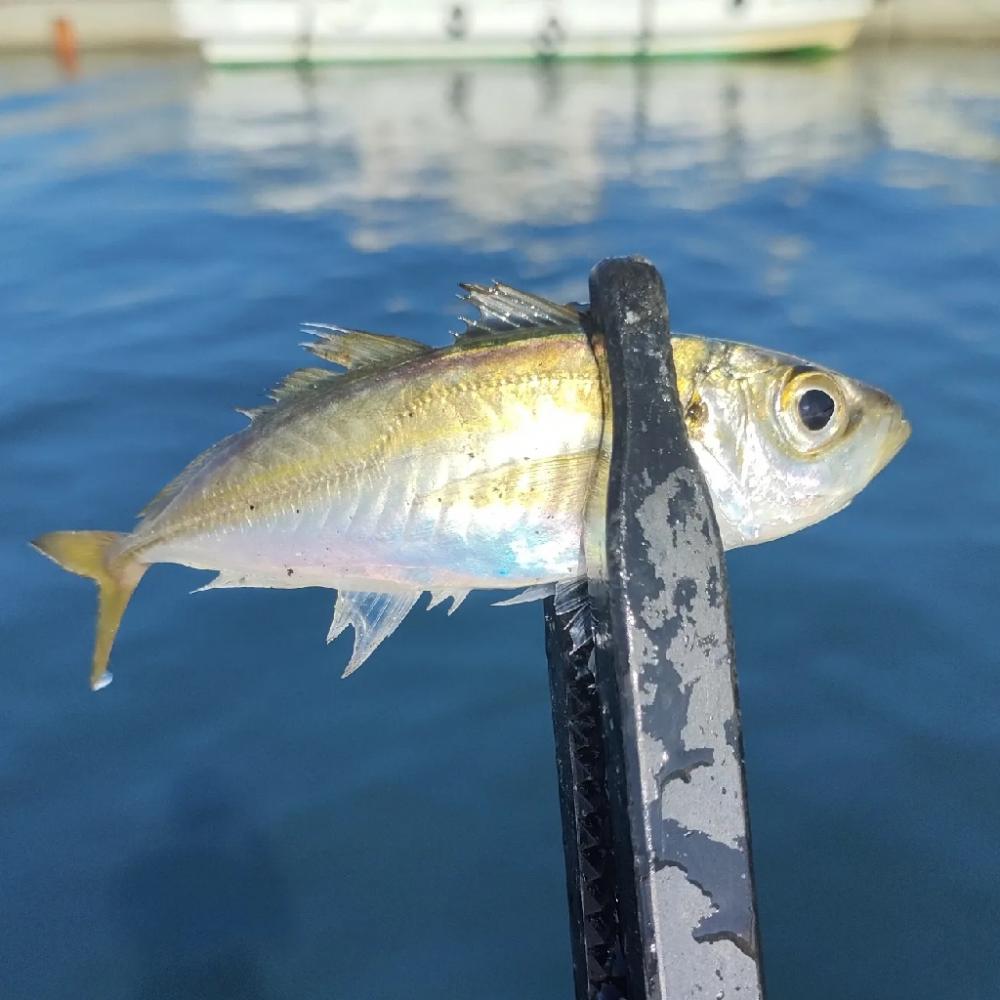 久しぶりのライトソルト