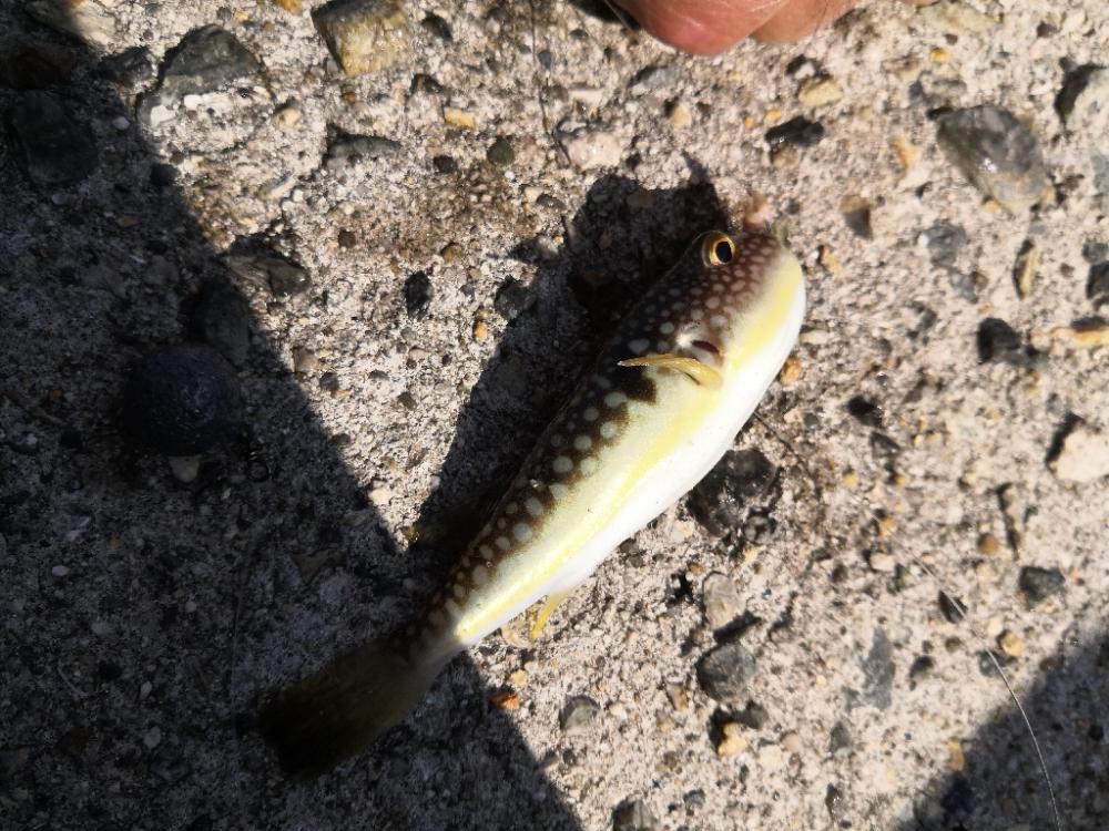 今が旬のカワハギ