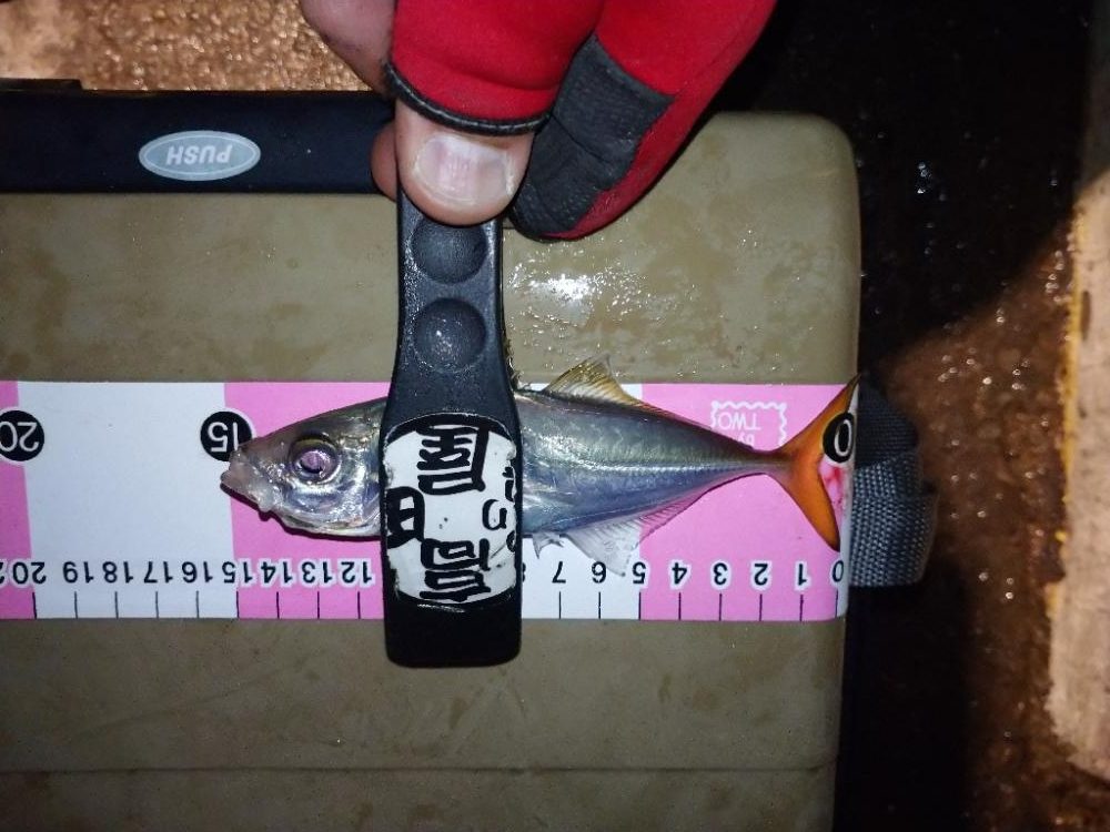 癒しの豆アジング