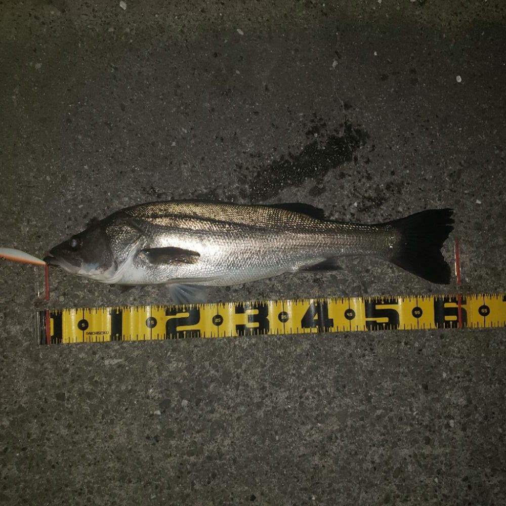 シェイキングでリアクションバイト！