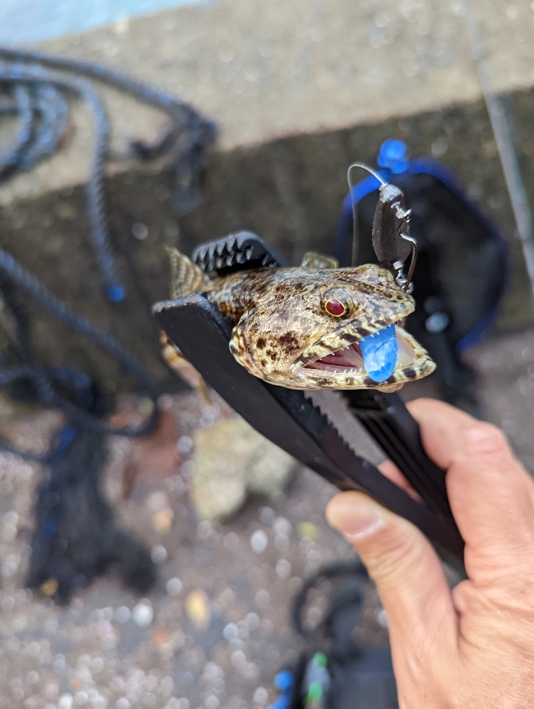 陸っぱり釣行記