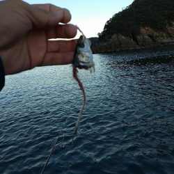 串本のカセ釣り