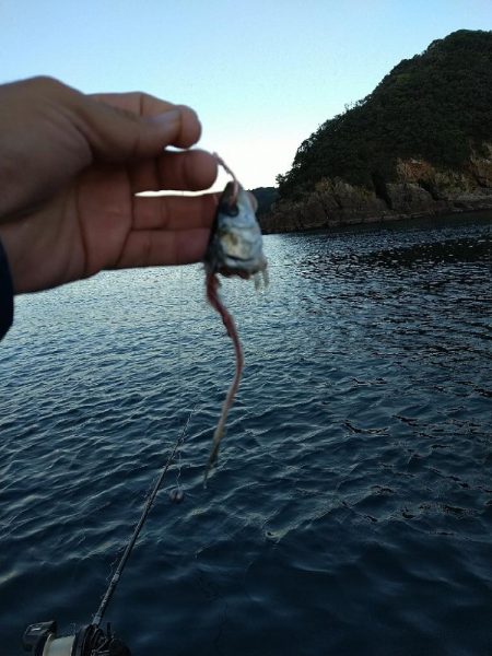 串本のカセ釣り