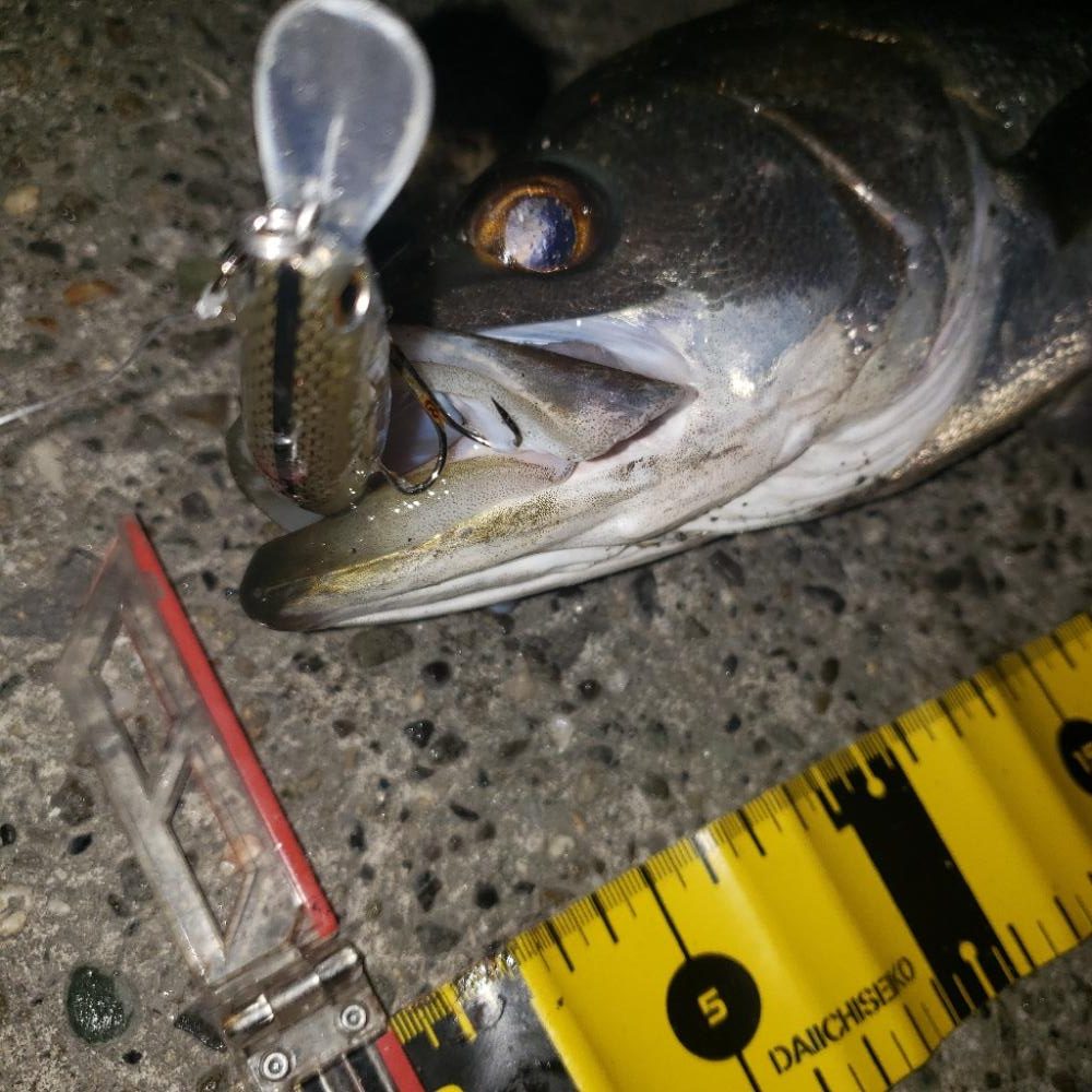 バックリ食い付いたね!