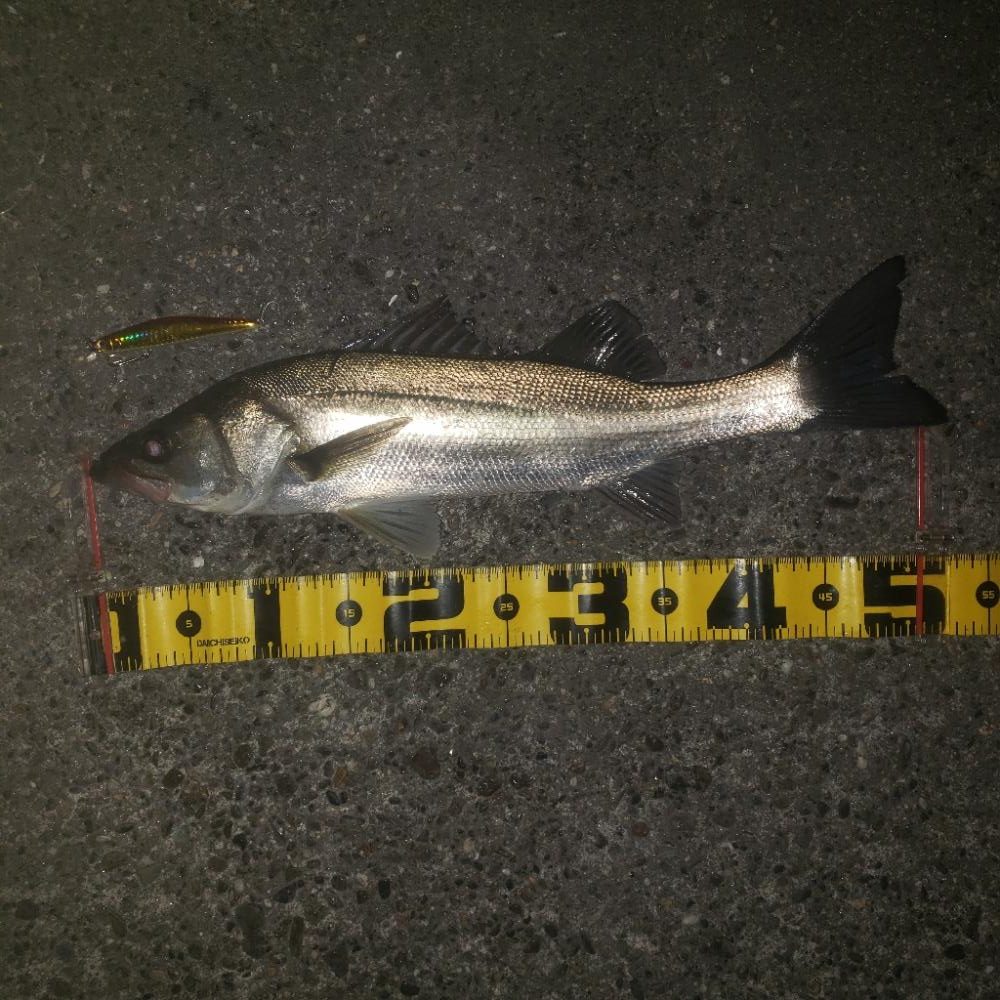 朝からナイス～スズキさん！