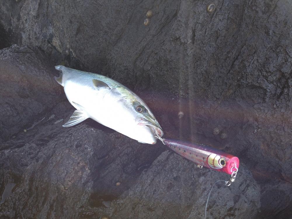 神ノ島でナイスサイズ
