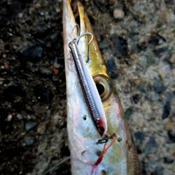 ライトゲームでアオリイカ、カマス、アジ！