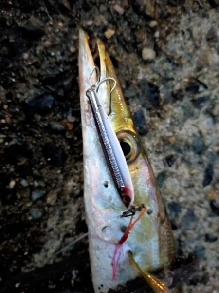 ライトゲームでアオリイカ、カマス、アジ！