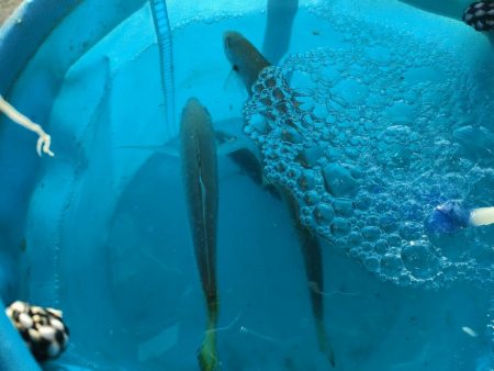 朝まづめ、淡路島の富島漁港にてメジロ