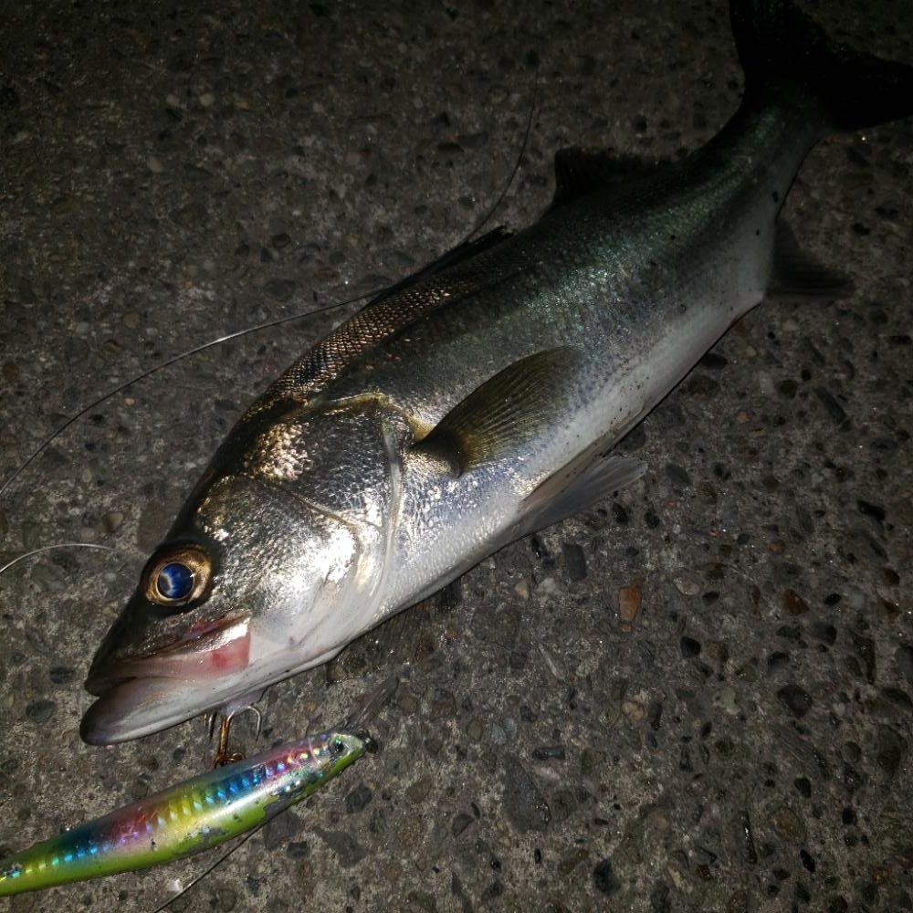 スズキさんおはよう！