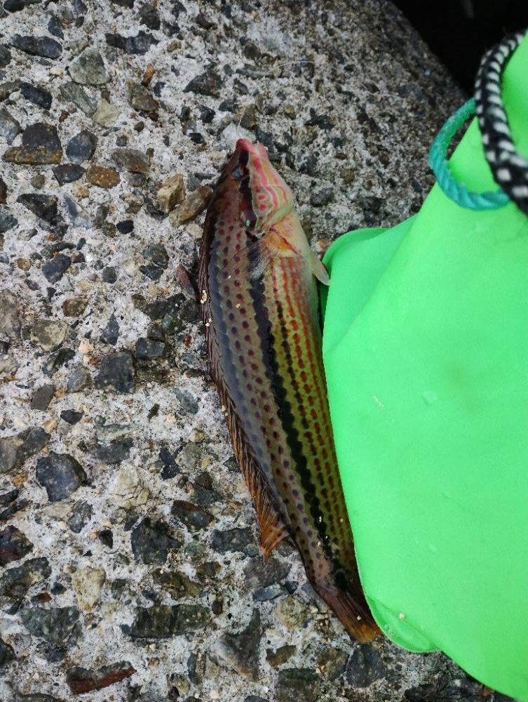 今日もカワハギ