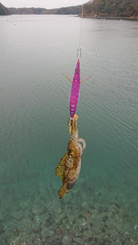 対馬エギング釣果