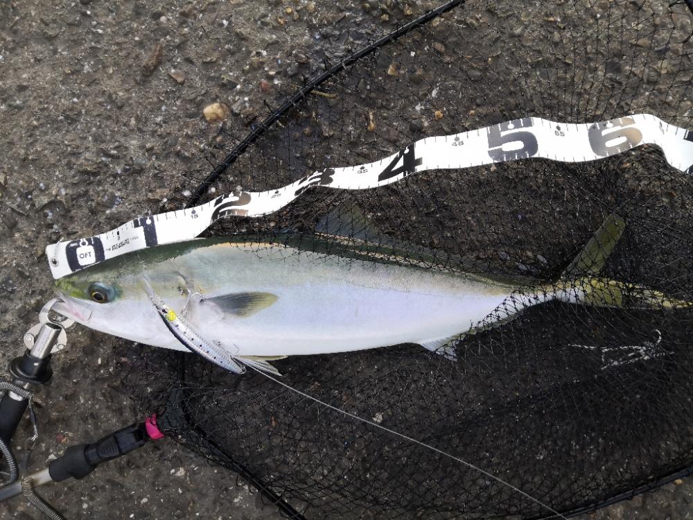 ショアジギングでメジ2