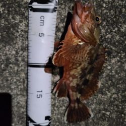 めっちゃいっぱい釣れた