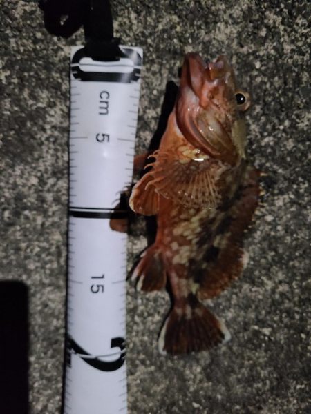 めっちゃいっぱい釣れた