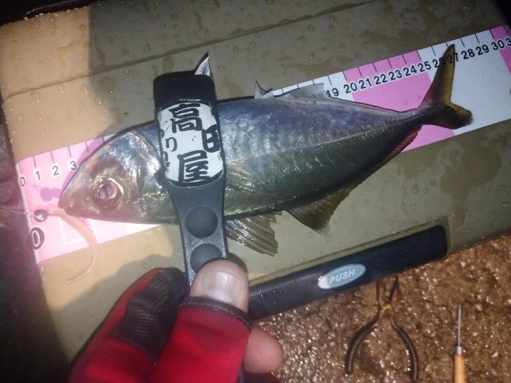 今夜もイージーシェイカー