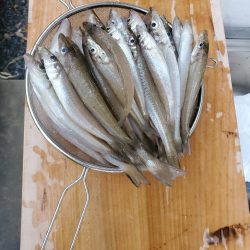 天橋立でキス釣り