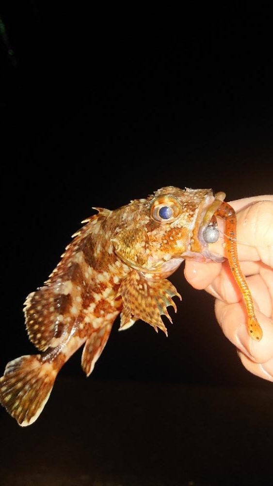 寒くなったけどまだオオモンハタ釣れました