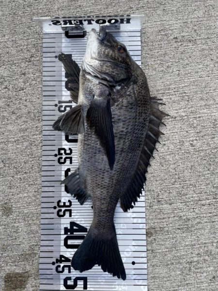 イチノ兄弟（兄）釣果！