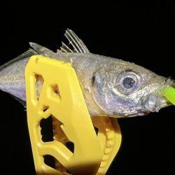 鯵を探して三千里Ver.4