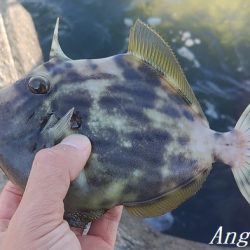 灘浜で良型カワハギを8枚ゲット！