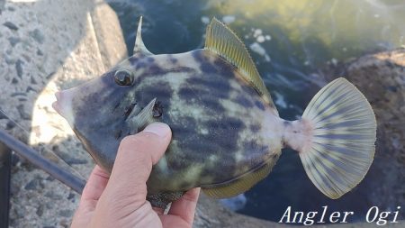 灘浜で良型カワハギを8枚ゲット！