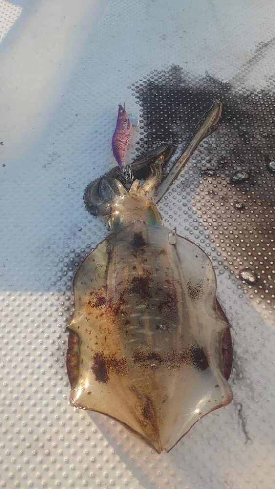 宮津湾ボートエギング