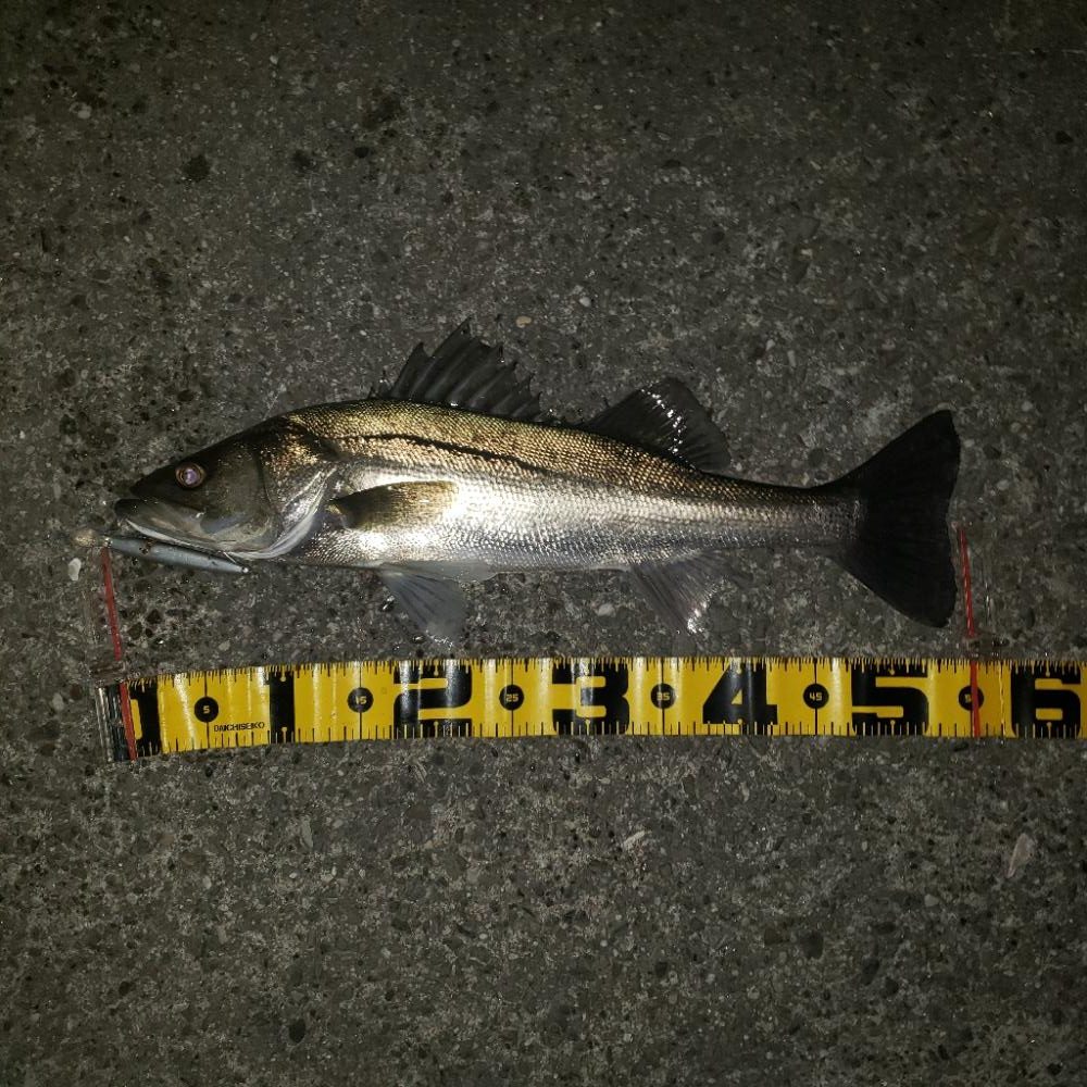 3色トリノでバックリ！