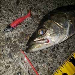 ピンクのワームにバクッ！