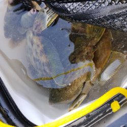 大阪産カワハギ