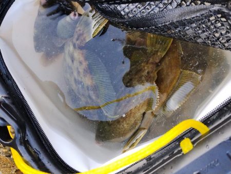 大阪産カワハギ