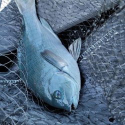 和歌山県大引　アシカの子