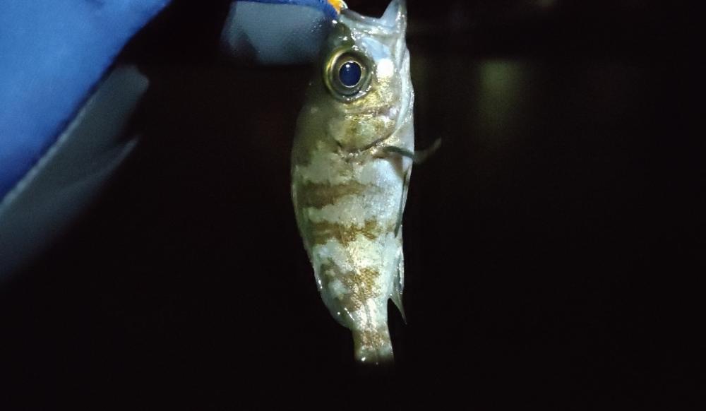 風雨のライトソルトナイトゲーム